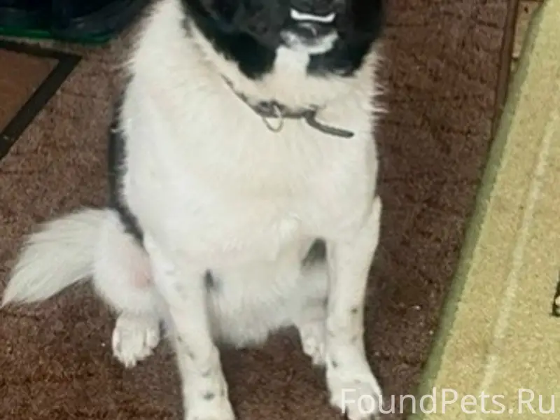 Пропал Чапа, собака, Ямская