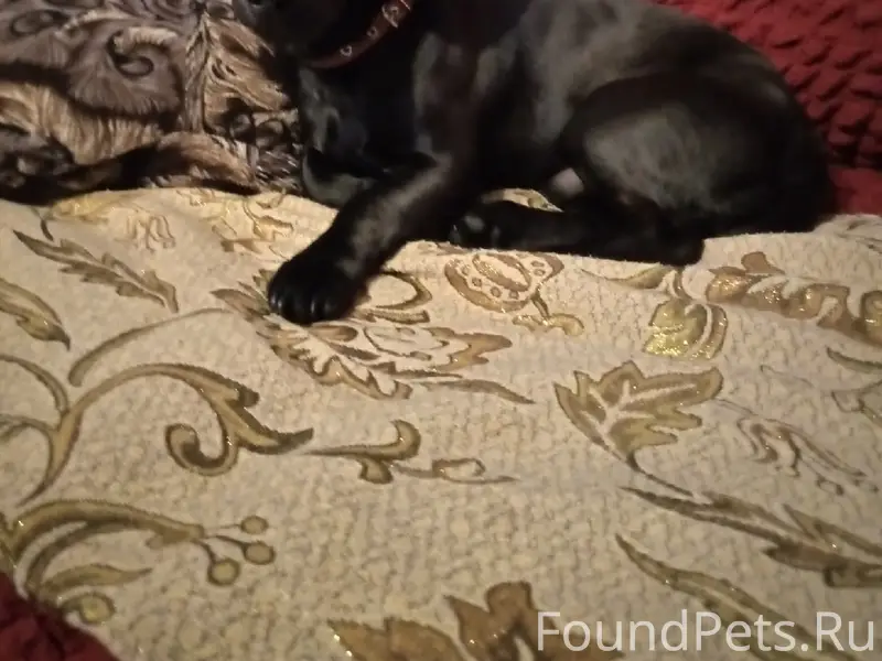 Пропала собака, город