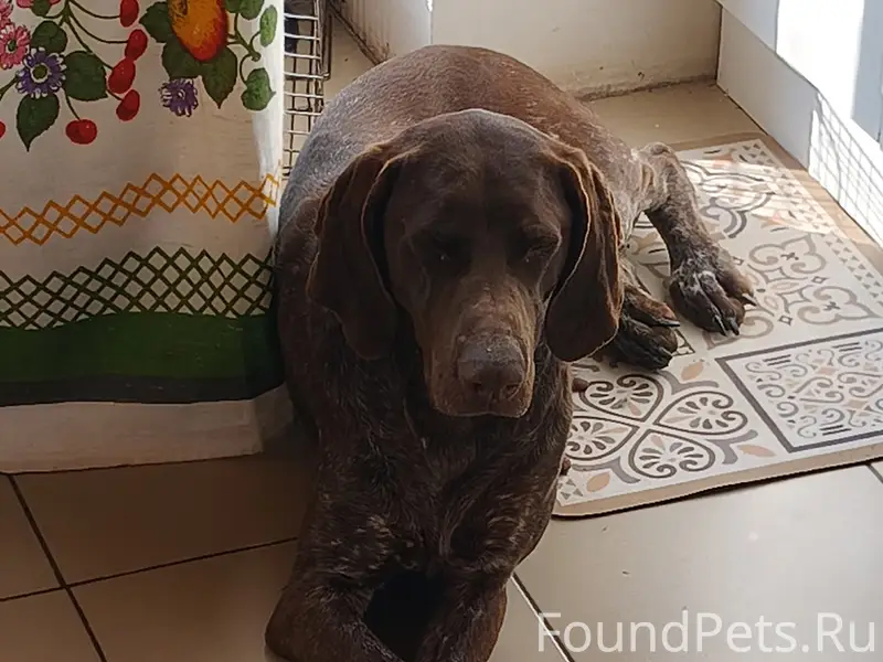 Найдена собака курцхаар 