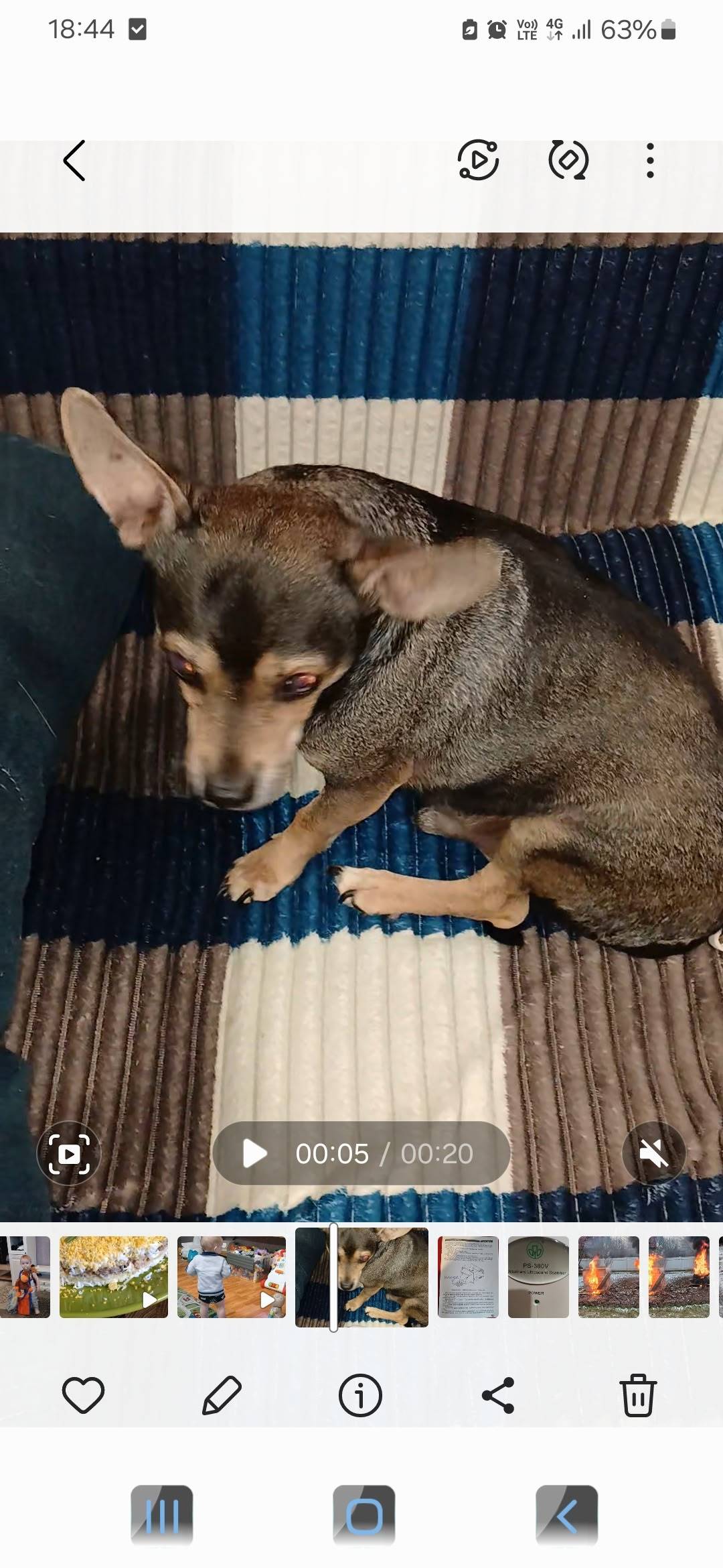 Пропала собака той терьер, плохо видит