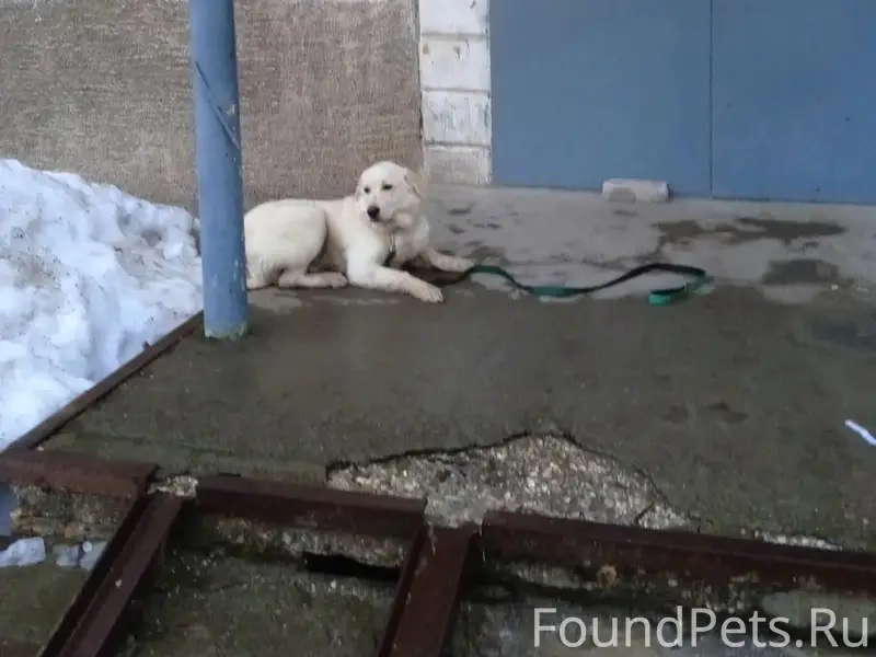 Пропала собака, Солдатова 3