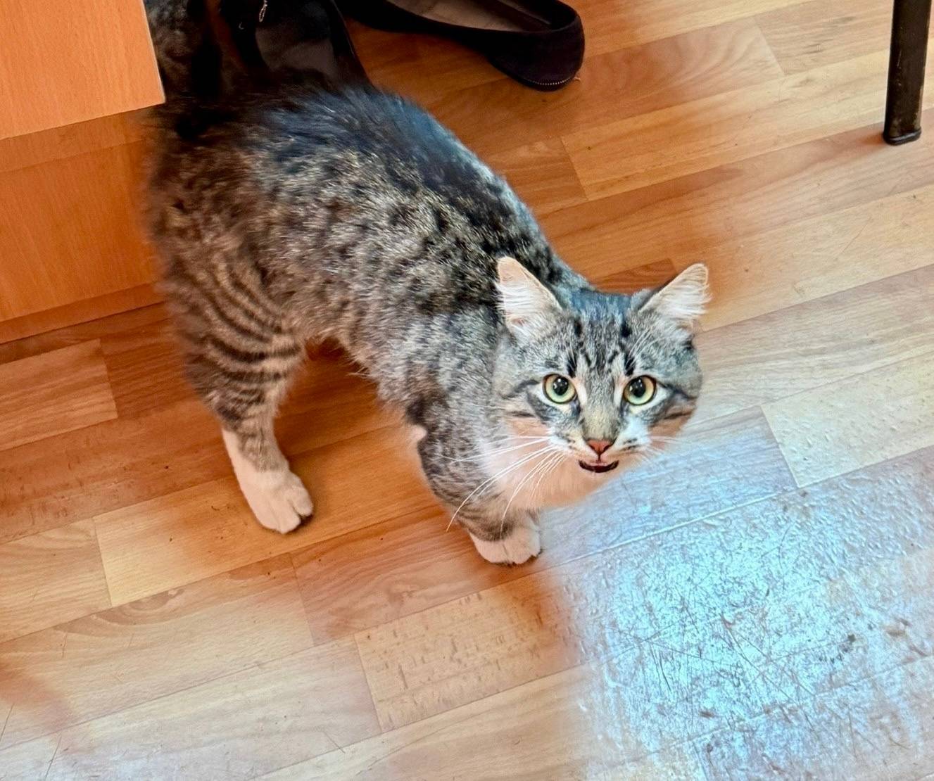 Найдены кот и кошка, ищем дом