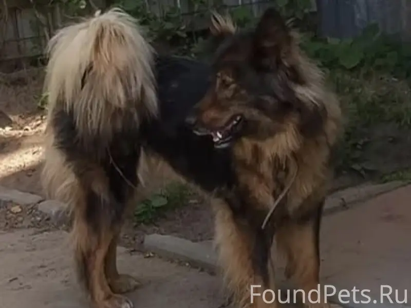 Пропала собака, район базы Гермес