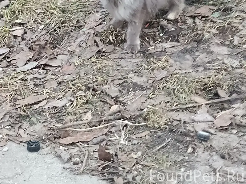 Найден метис мейн-куна, Петрозаводск, Древлянка