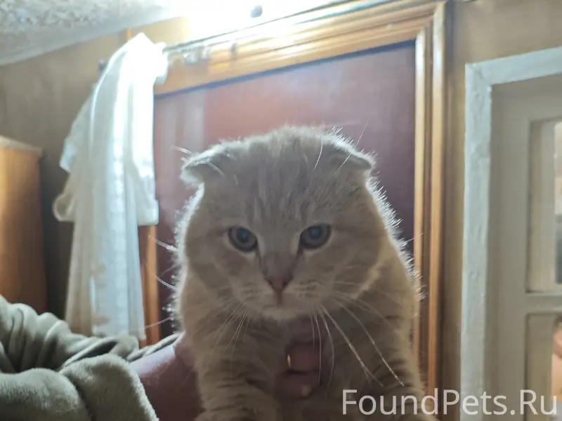 Найден кот, ласковый и добрый