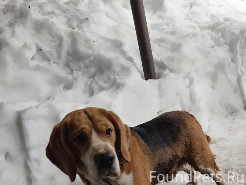 Найден бигль, Авиастроительный район