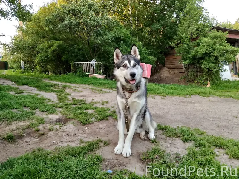 Пропал мальчик Миша, около колхозного рынка
