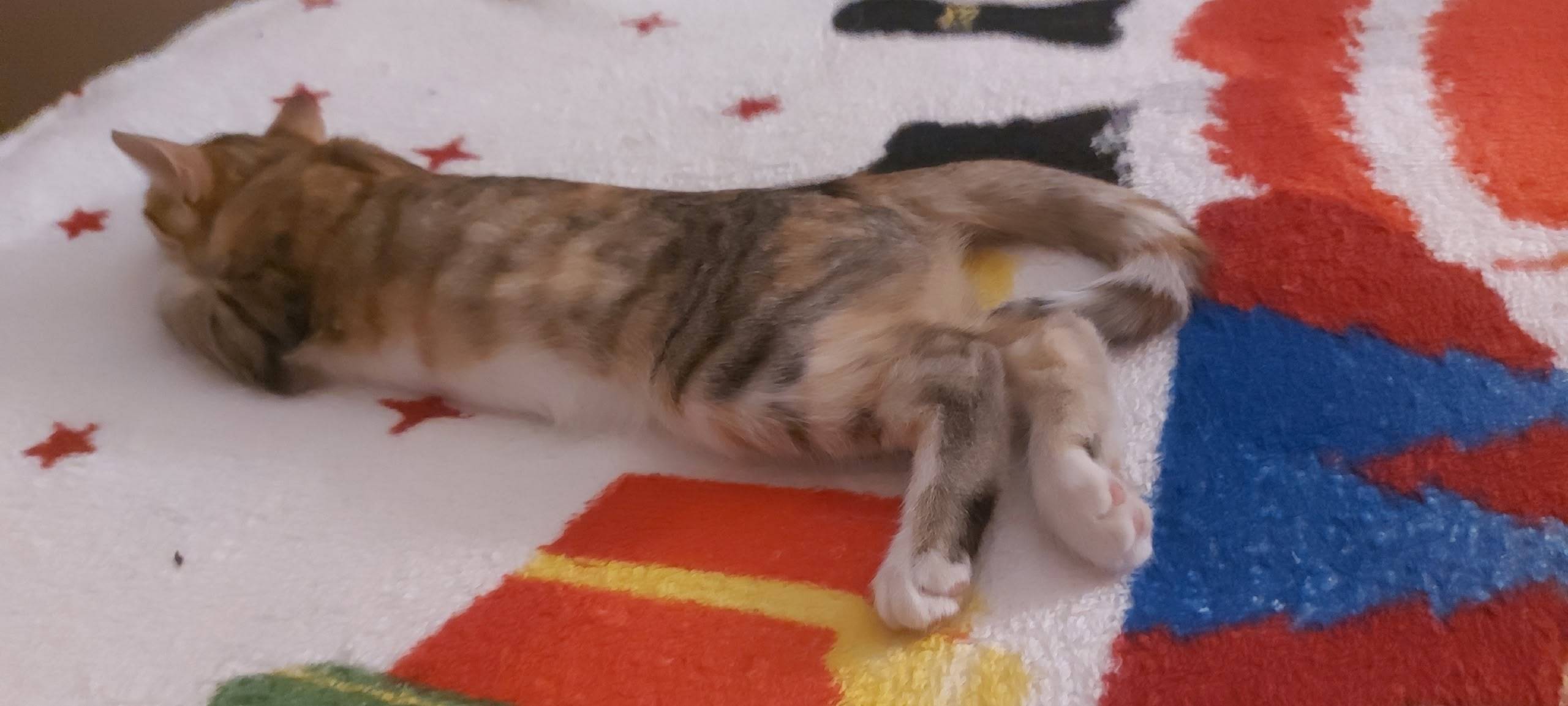 Пропала кошка Дуся