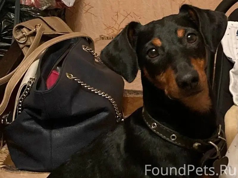 Пропала собака, п. Солотча