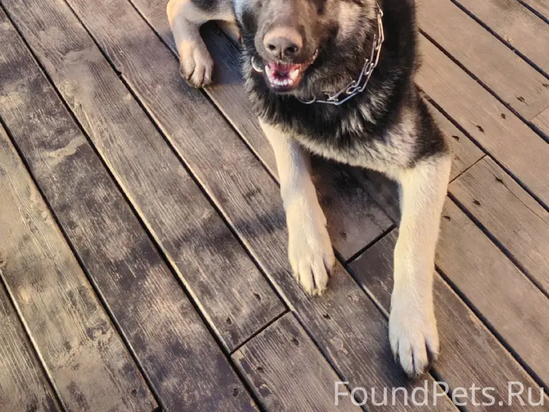 Пропала овчарка Багира, район Мги