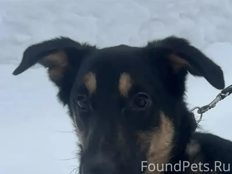 Пропал пёс Рик, Новые Ляды