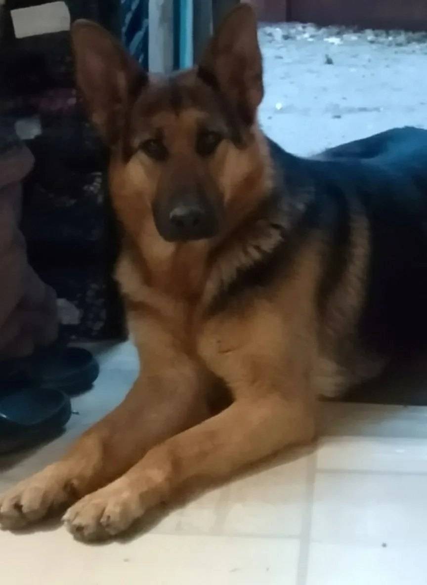 Пропала собака, район мясокомбинат