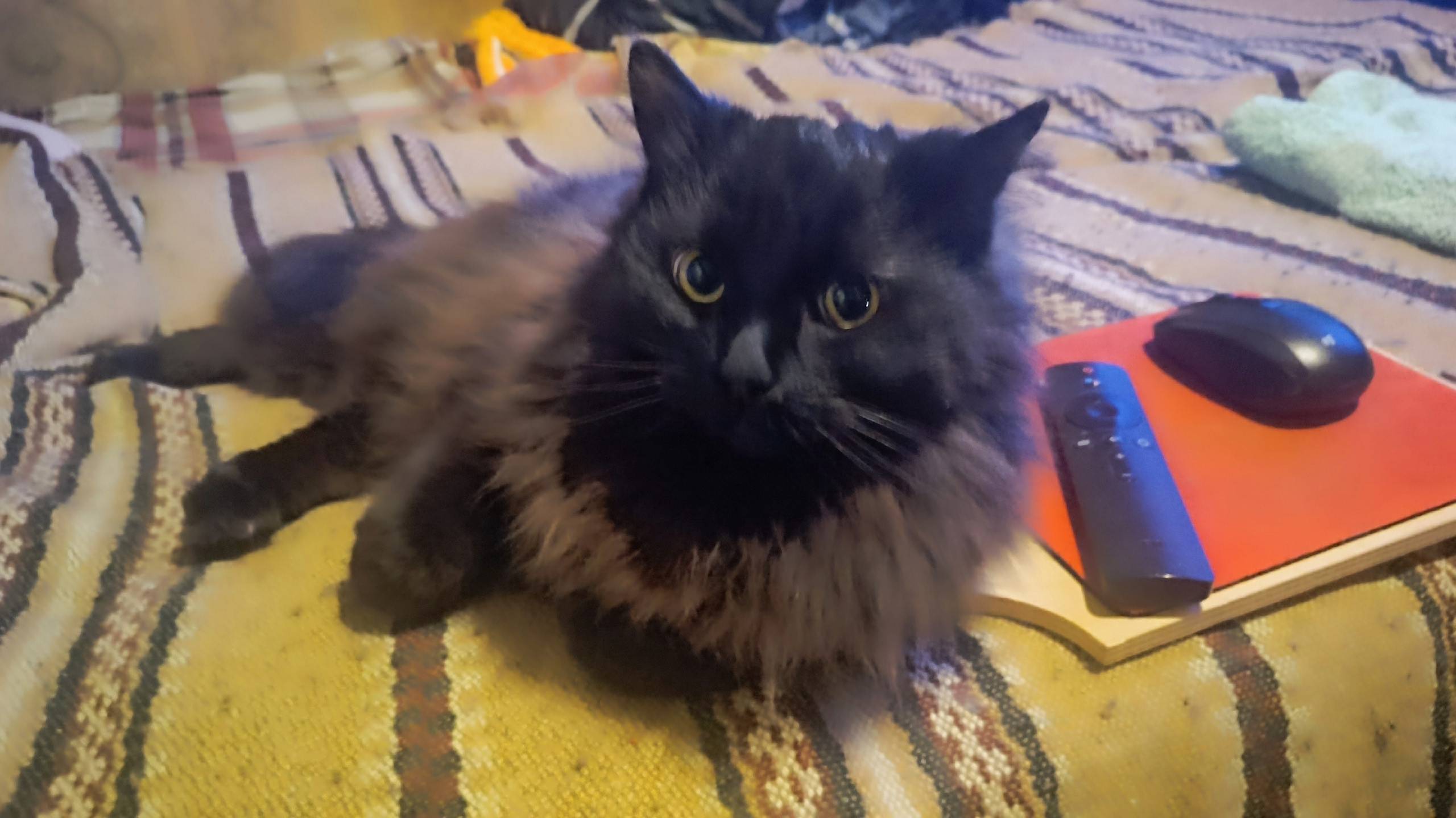 Пропал кот Лю, район Чехова