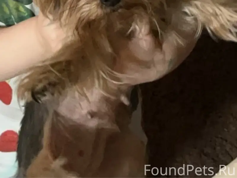 Пропала собака йоркширский терьер мини, без местоположения