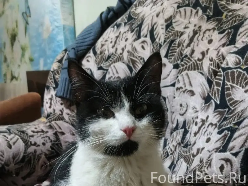 Найден кот, ул. Архангельская 12