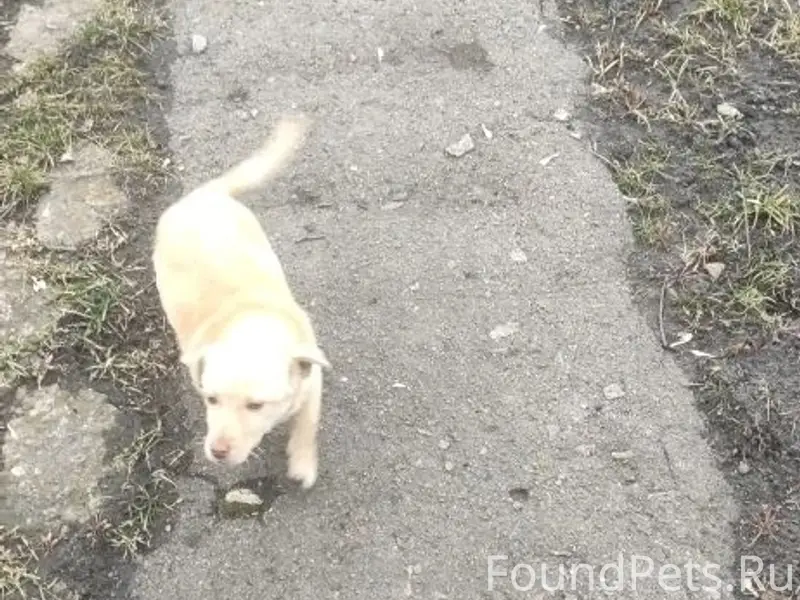 Найден щенок девочка, Средний Икорец