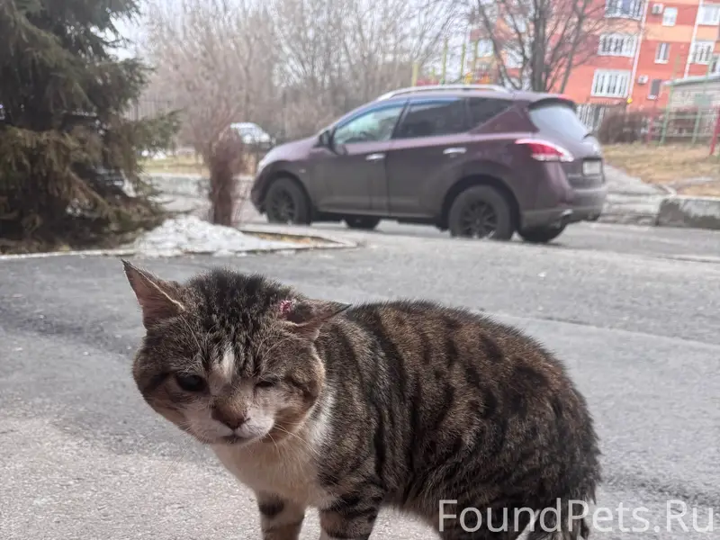 Найдена кошка/кот с травмой, улица Челюскинцев