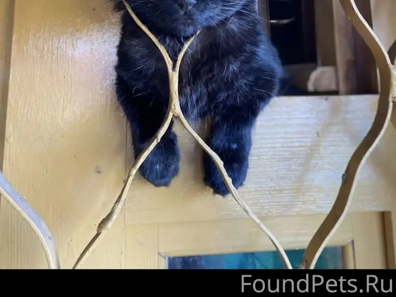 Пропал кот Федя, Московский мкр