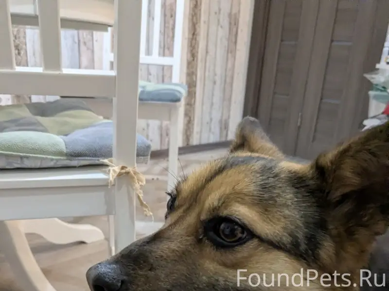 Найдена собака, ЖК Андриановский