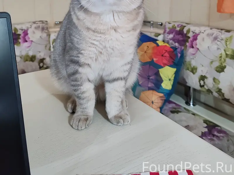 Пропал кот Степа, район ул. Толстого — ул. Лесная