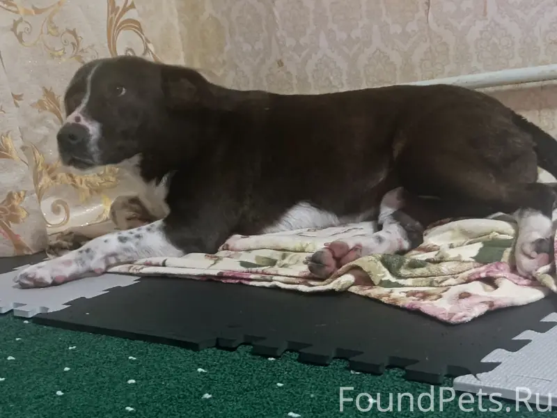 Найдена собака, район Голубых Далей