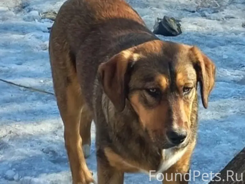 Пропал пёс, в районе остановки Заря Волгограда