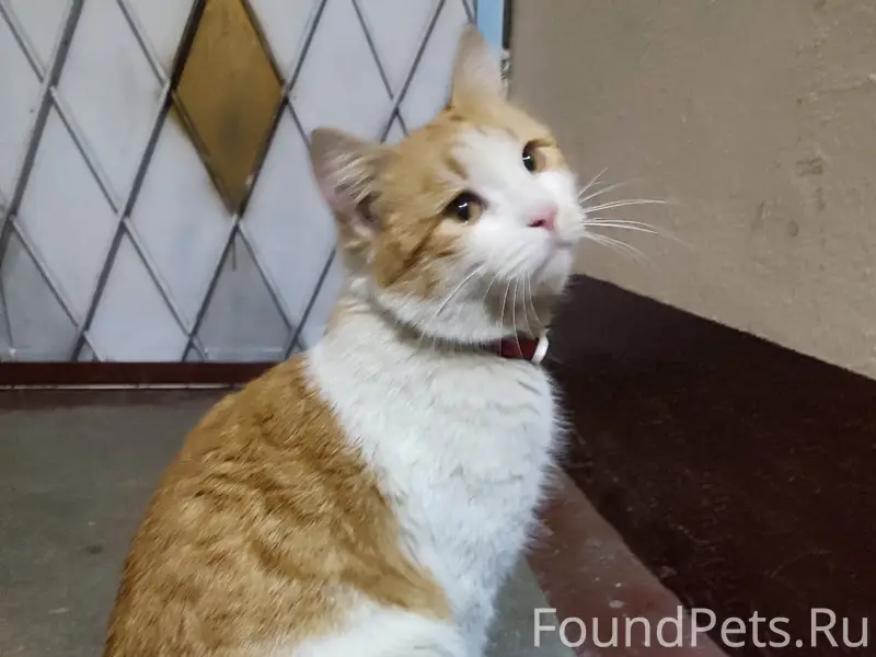 Найден кот, Гражданский проспект