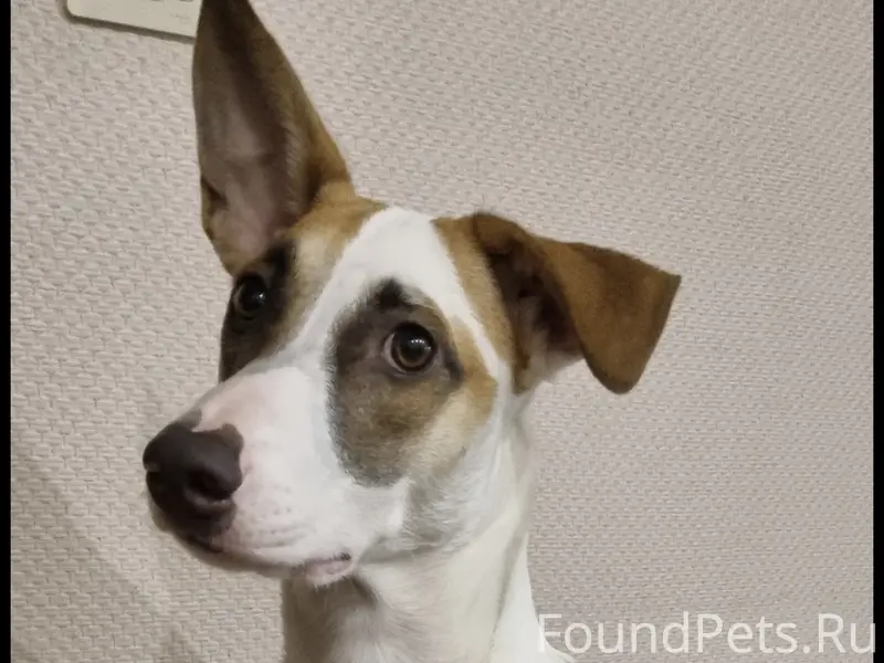 Пропала собака, белая ксоло в шерсти, сука