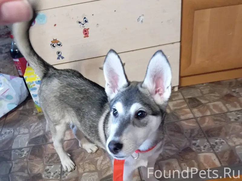 Найден щенок-девочка, Софрино