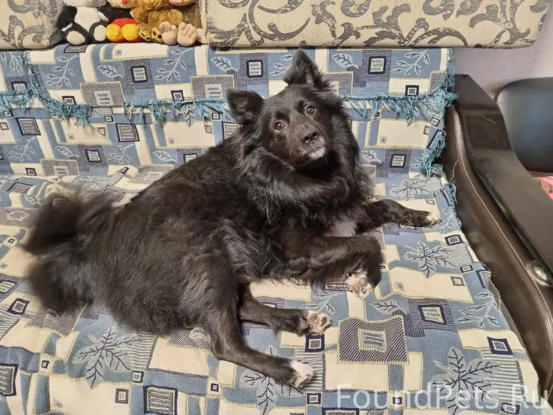 Пропала собака, район вечного огня