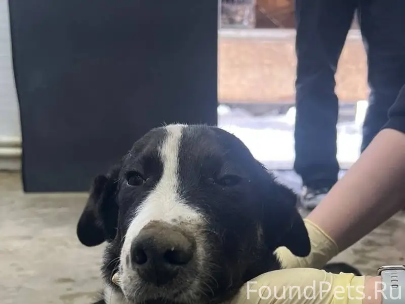 Пропал кобель, Миасс, район церкви Старая часть