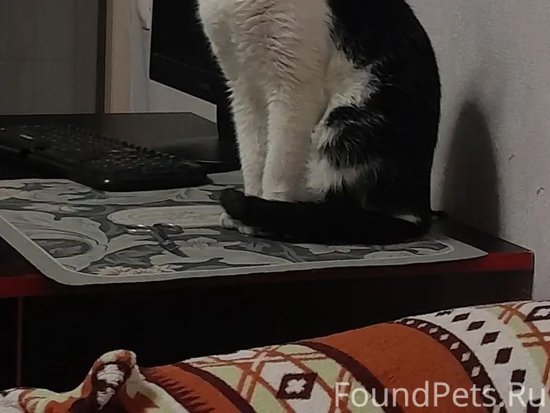 Пропал кот Адам, Верхняя набережная