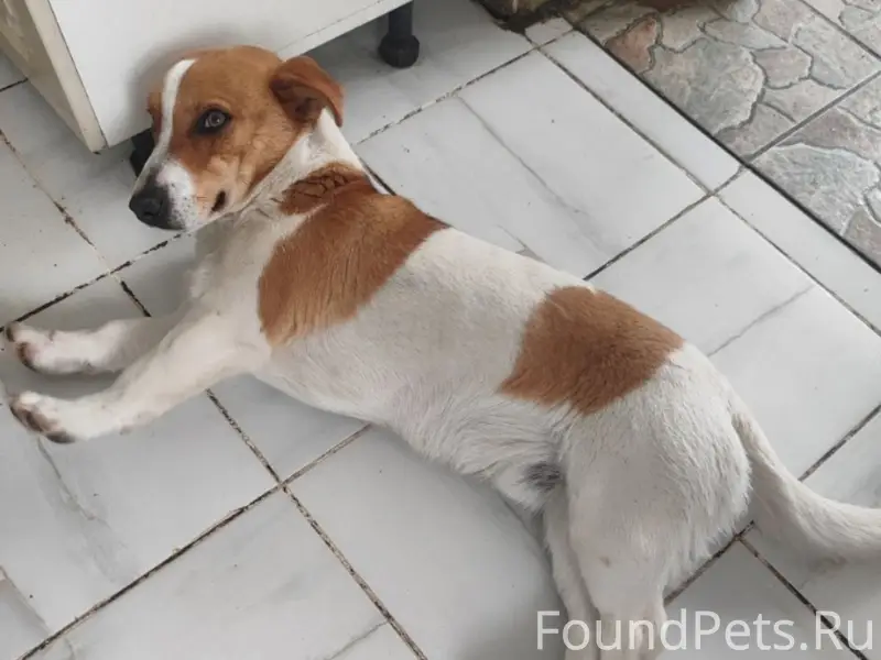 Пропала собака, Поповка