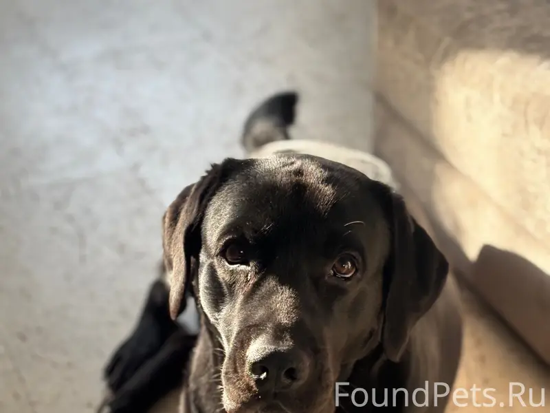 Пропал лабрадор Гордон, Казань, Северный посёлок