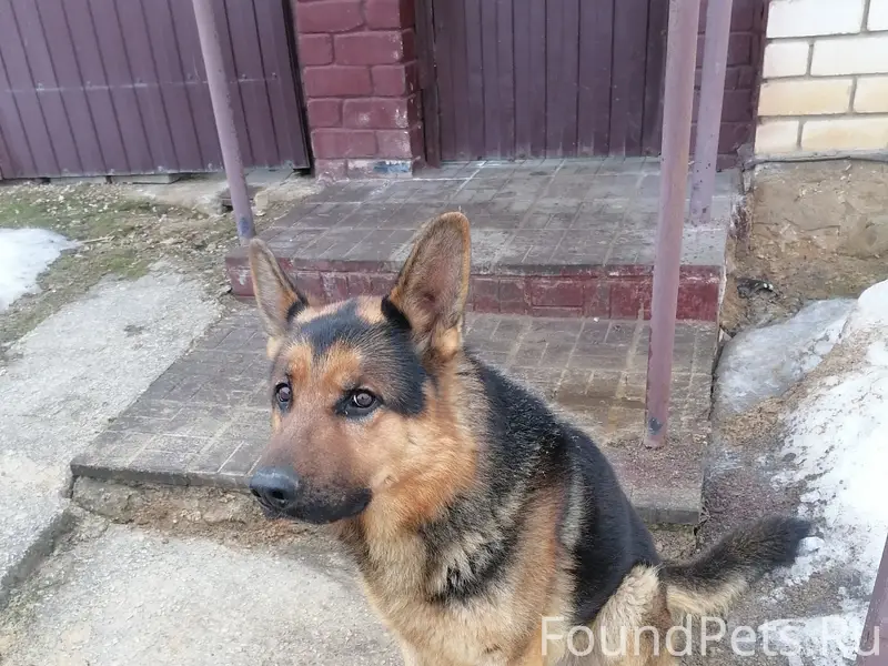 Пропала собака, Лужки