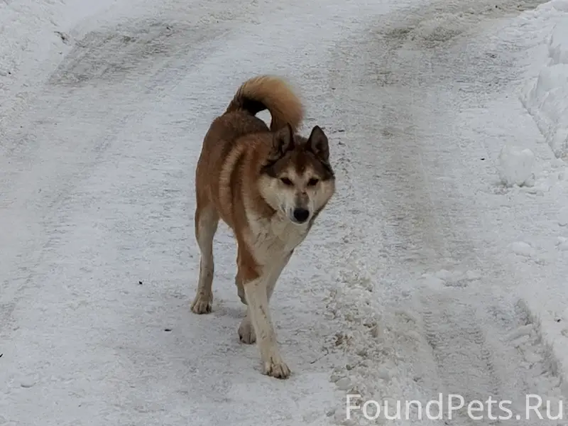 Пропал пёс, ПМК