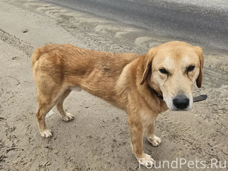 Найден кобель похож на русскую гончую, трасса Спасск-Рязанская