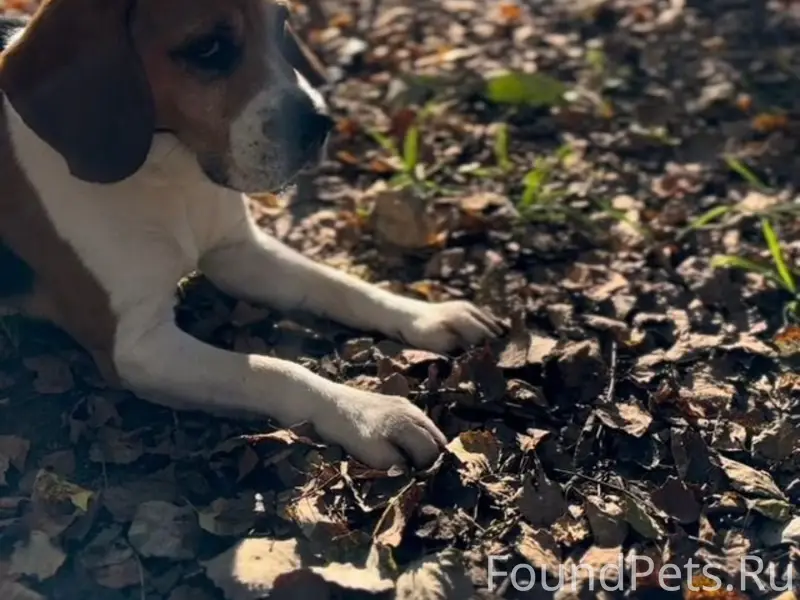 Найден бигль, Ялта