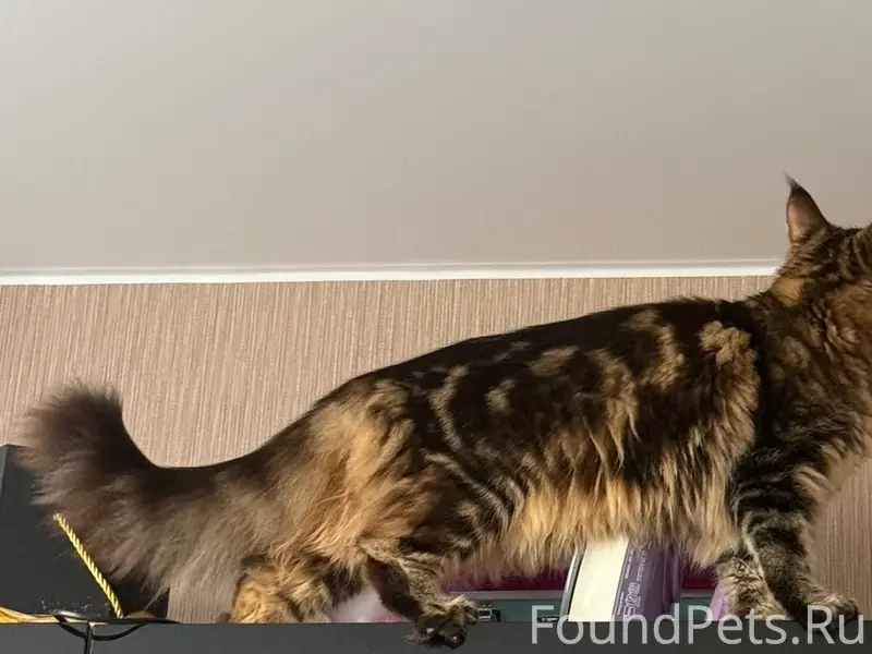 Пропала кошка Мейн-кун Аляска, Район 60 дома