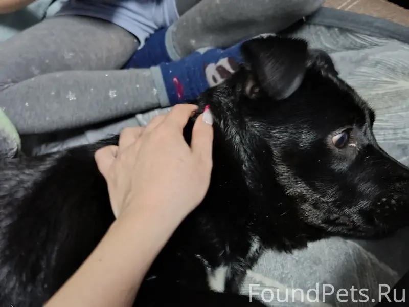 Найден породистый пёс, Нижние Деревеньки