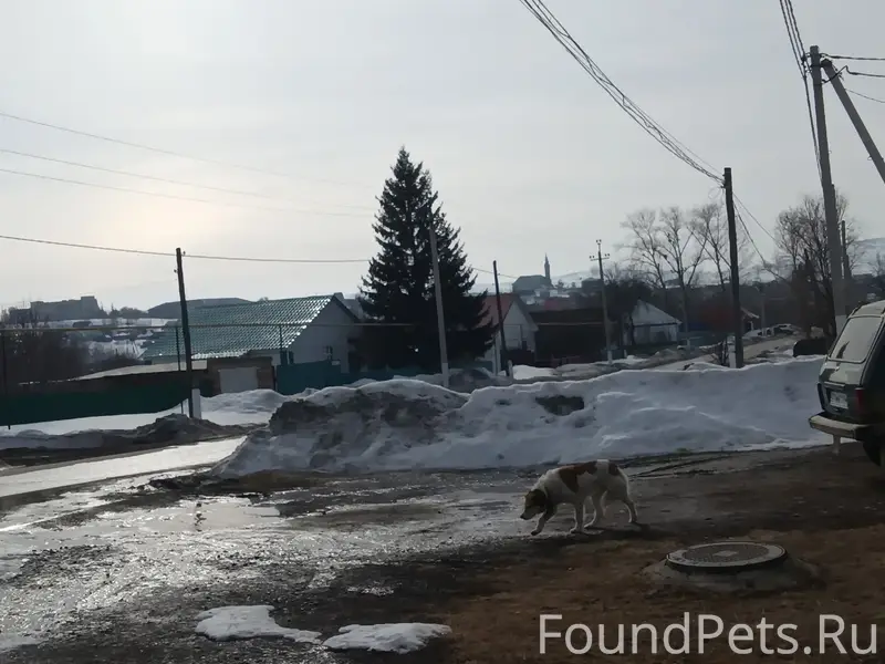 Пропала собака, улица Таналычка