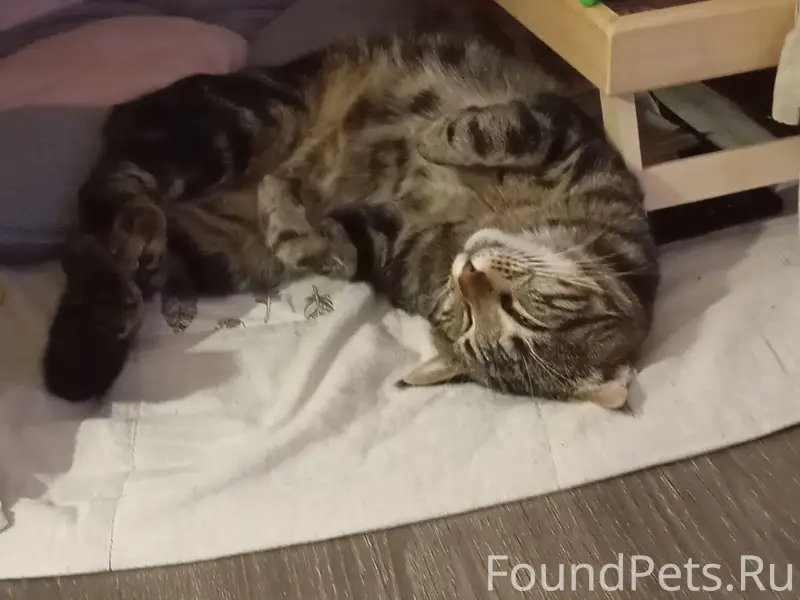 Пропал кот Лакки, посёлок Береговое