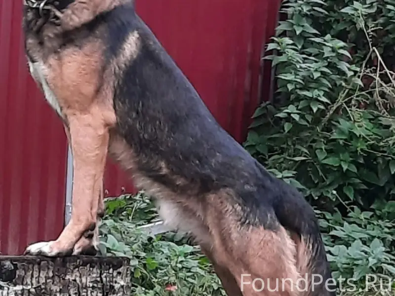 Пропал Мухтар, улица Зенцовская