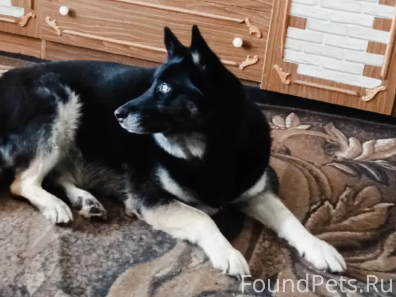 Пропала собака Хана, р-н ваи