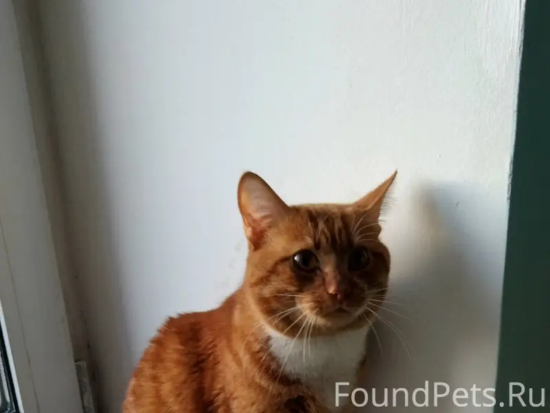 Найдена кошка, Шекснинский д.30