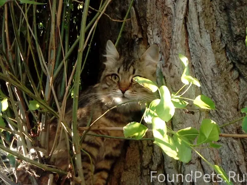 Пропал кот, Бутурлиновка, Воронежская обл.