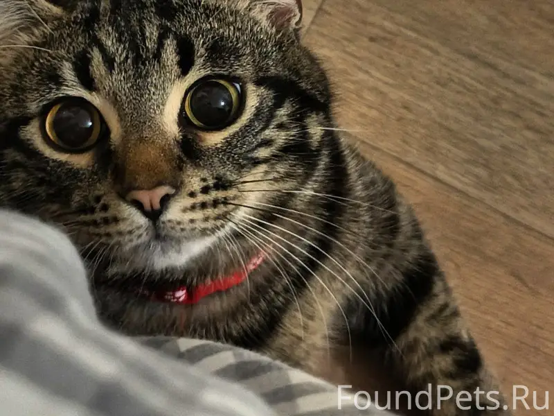 Пропал кот Тима, поворот в посёлок Сосновый