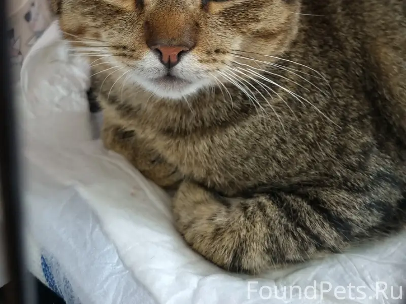 Найден шпротный кот Босс, Автозавод