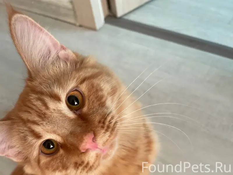 Пропала кошка Вафля, Ангарск