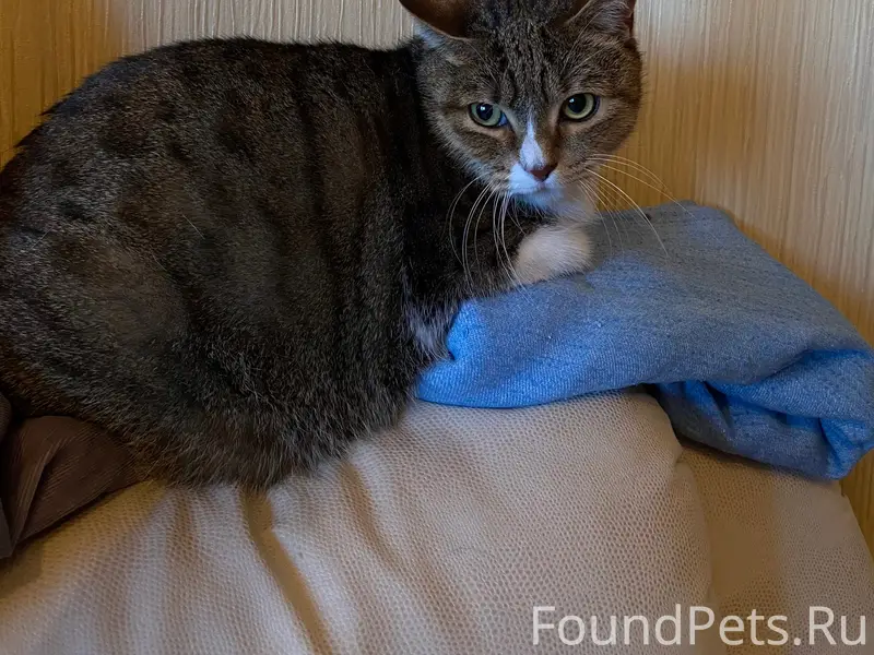 Найден домашний кот, Колпино